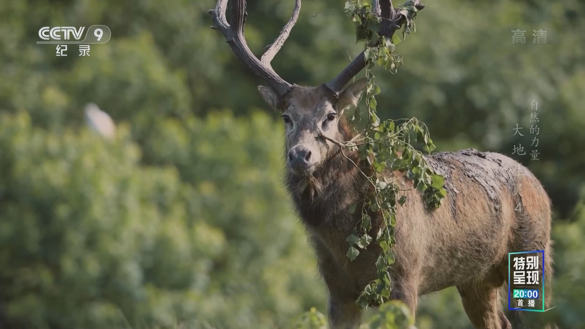 《自然的力量·大地生灵》 第4集 陆地的尽头
