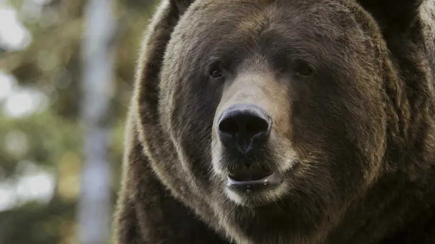 《动物的迁徙》第2集