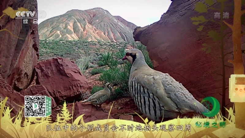 《秘境之眼》 石鸡 20210107