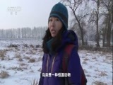 地理中国 《地理中国》 20171010 生境迷踪·飞鸟迷踪（下）