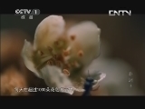 魅力纪录（CCTV-1综合频道） 《魅力纪录》 20130821 非洲 第三集 刚果雨林