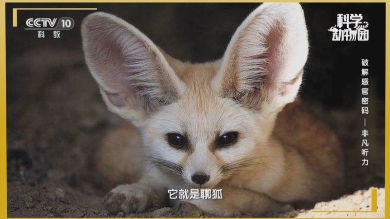 《科学动物园》 20251201 破解感官密码——非凡听力