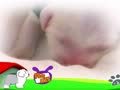 狗狗日记 第3天 学习喝奶奶