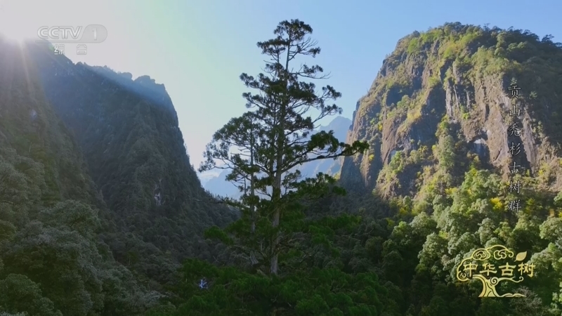 《中华古树》 贡山秃杉古树群