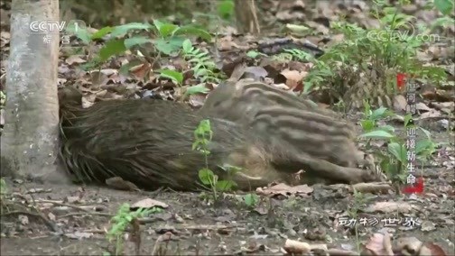 动物世界 《动物世界》 20200306 恒河鳄·迎接新生命