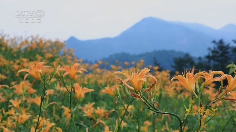 《三农群英汇》 20251025 我的田间创富路——与时间赛跑的“萱草哥”
