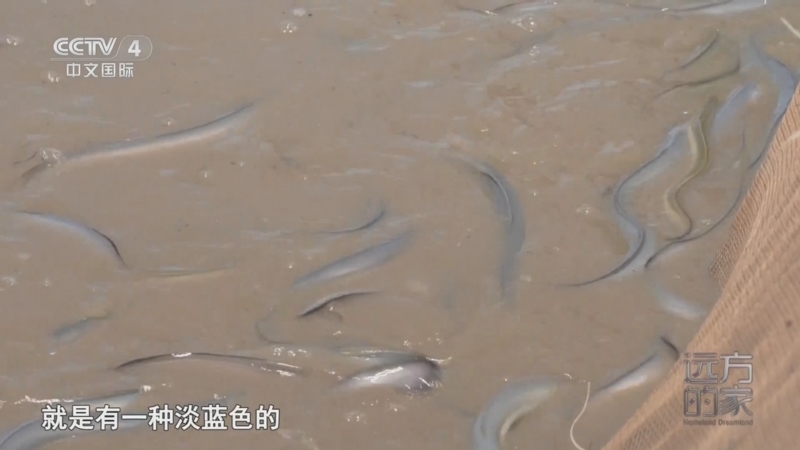 远方的家 《远方的家》 20250725 海与城的交响 江海汇聚 鱼米之乡