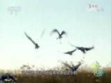 文化十分 《文化十分》 20151113