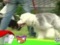狗狗日记 第266天 一起去散步