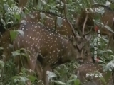动物世界 《动物世界》 20160806 眼镜王蛇的传奇旅程