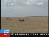 《东非野生动物大迁徙》 20120722 2/2