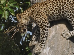 野蛮王国 第四季（SAVAGE KINGDOM -04）第1集