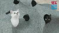 举起爪儿来 DIY毡布猫隧道 04