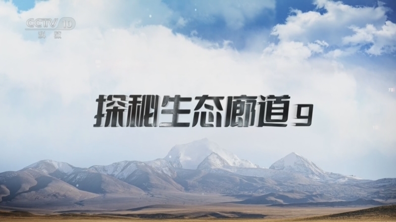 《地理·中国》 20260526 探秘生态廊道9