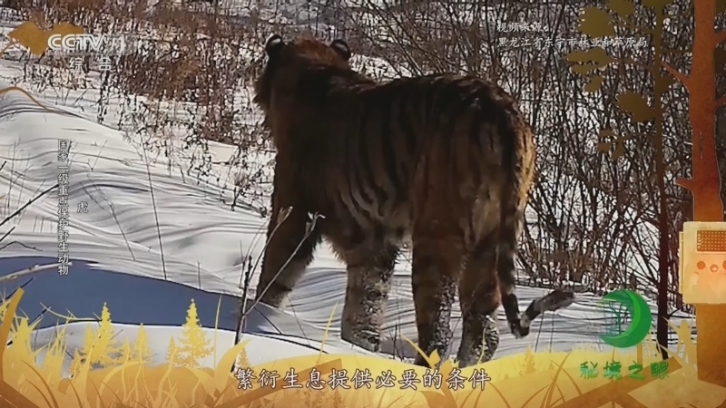 秘境之眼 《秘境之眼》 虎 20230729