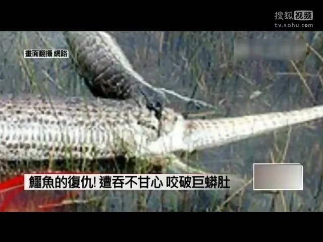 4米巨蟒生吞2米鳄鱼 被抓破肚子爆裂而亡