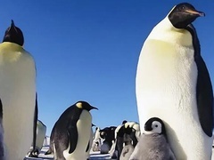 企鹅间谍第1集:迈出第一步