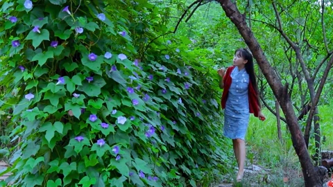 李子柒古香古食 秋葵和牵牛花的一生呀~