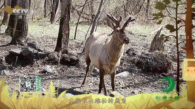 秘境之眼 《秘境之眼》 马鹿 20221118