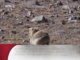 动漫世界 《动物世界》 20170505 怪兽丛林