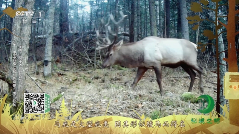 秘境之眼 《秘境之眼》 虎/紫貂/马鹿 20220211