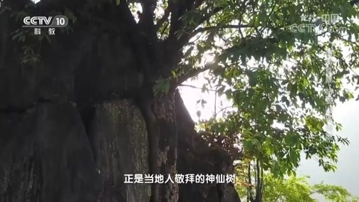 地理中国 《地理·中国》 20200329 自然胜景·姑婆山的传说 上