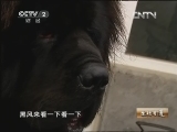 生财有道 [生财有道]小桑的藏獒情缘(20130322)