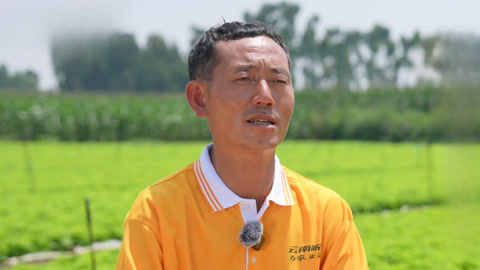 种植前线之“叁”机盎然“蔬”写丰收 解化好肥助力云岭