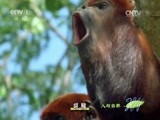 人与自然 《人与自然》 20150517 自然发现：南美野生世界——丛林世界（下）
