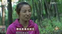 致富经 [致富经]赚钱就要找到它 20161013
