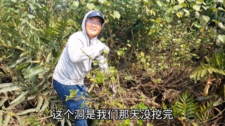 思乡渔夫赶海 这螃蟹洞里住5斤大螃蟹？渔夫惦记了好几天，挖开竟有意外！
