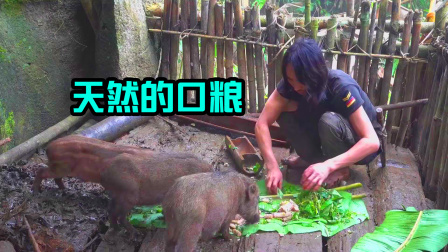原始丛林人苏门答腊 第二季 独自在荒野生活，开启养殖致富道路，小猪吃的这么丰盛