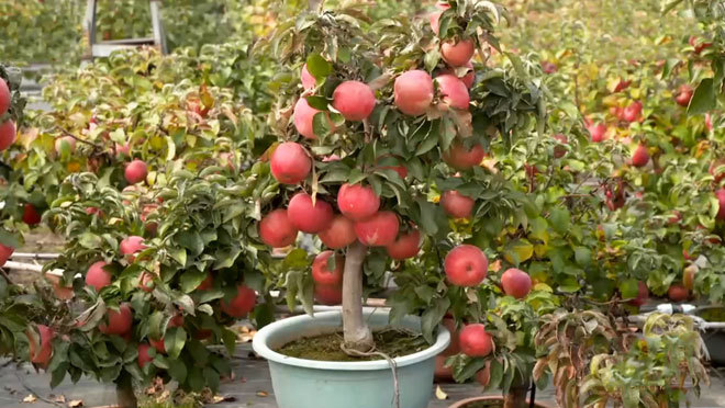 致富经 《致富经》 20201122 花盆里种出大苹果