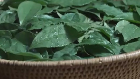 神秘的味道 第一季 最炫民族茶 茶叶也能直接吃？