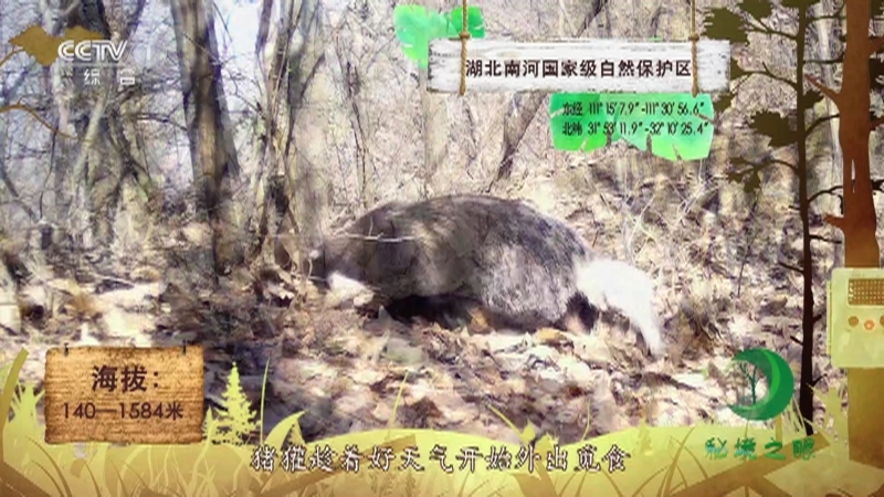 《秘境之眼》 猪獾 20210811
