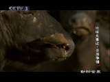 动物世界 动物世界 2010年 第134期