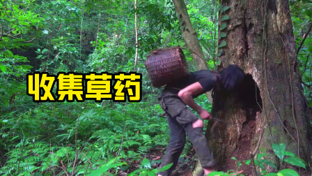 原始丛林人苏门答腊 第二季 荒野生存记录，丛林寻找采集草药，热带雨林到处都是宝