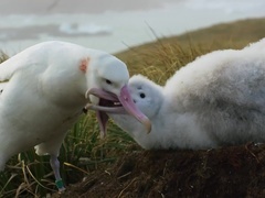 蓝色星球 第二季(Blue Planet II)(普通话版)第7集:我们的蓝色海洋