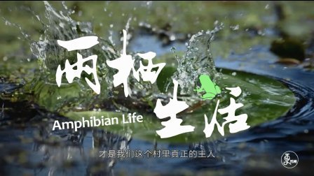二更视频 以青蛙为主题的村子你见过吗 734