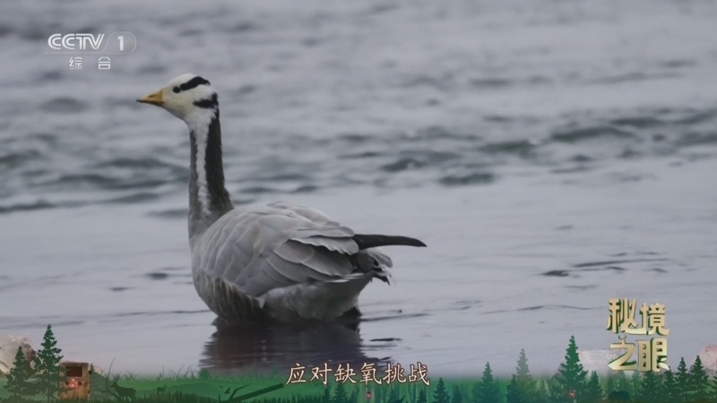 秘境之眼 《秘境之眼》 斑头雁 20250527