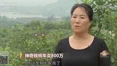 致富经 [致富经]神奇核桃年卖800万 20181010