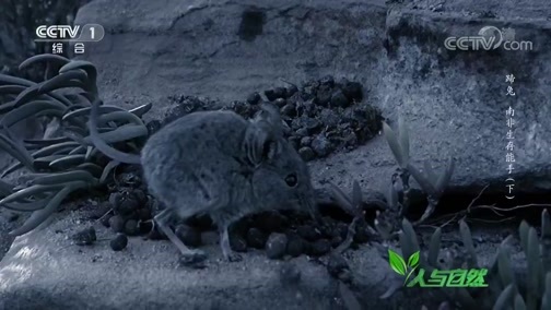 人与自然 《人与自然》 20190402 蹄兔——南非生存能手（下）