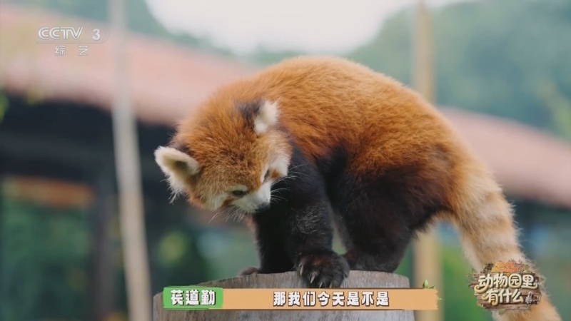 《动物园里有什么》 20250725
