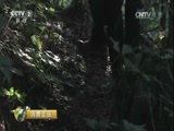 消费主张 《消费主张》 20170518 茶叶市场消费调查：安化黑茶
