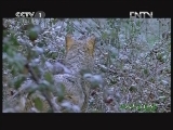 《人与自然》 20121217 自然故事 狼山传奇（上）