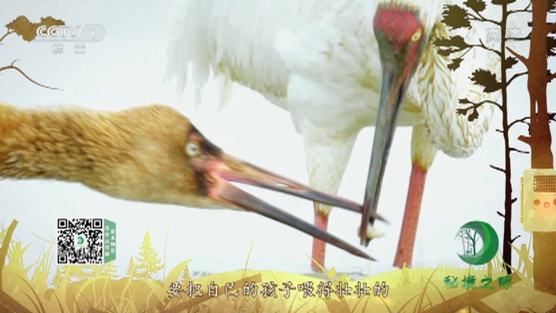 秘境之眼 《秘境之眼》 白鹤 20220821