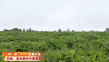 远方的家 《远方的家》 一带一路（477）格鲁吉亚 漂洋过海 茶香远播 20190415