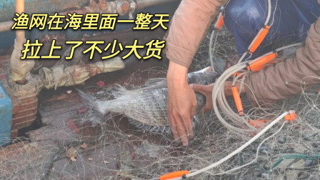 南澳岛赶海日记 彪哥把在海里面呆了一整天的网拉上来，来了不少大货，还有大石斑