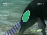 人与自然 《人与自然》 20150916 自然发现 捕食者的本能——集群猎手（上）