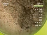 自然传奇 《自然传奇》 20170625 动物的杀手锏